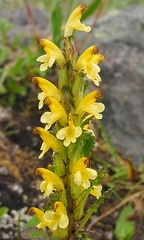 Pedicularis oederi