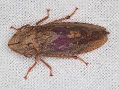 Stenocotis depressa