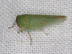Rosopaella leurensis