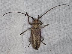 Acalolepta argentata