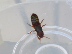 Platydracus immaculatus