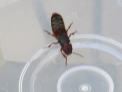 Platydracus immaculatus