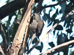 Climacteris erythrops