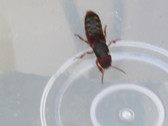 Platydracus immaculatus