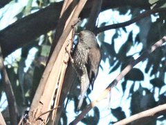 Climacteris erythrops