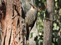 Climacteris erythrops