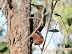 Climacteris erythrops