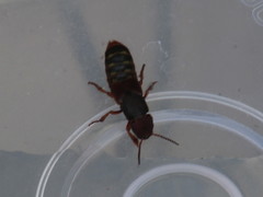 Platydracus immaculatus