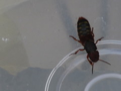 Platydracus immaculatus