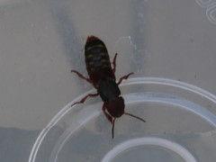 Platydracus immaculatus