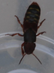 Platydracus immaculatus