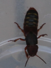 Platydracus immaculatus