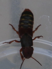 Platydracus immaculatus