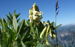 Astragalus frigidus