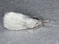 Euproctis melanosoma