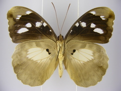 Aterica galene extensa