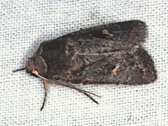 Proteuxoa bistrigula