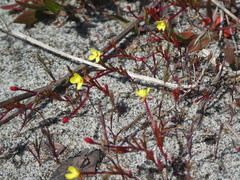 Camissonia contorta