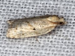 Clepsis therina