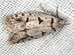 Scatochresis episema