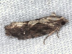 Oxysemaphora notialis