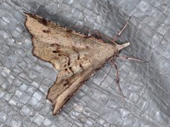 Rhinodia rostraria