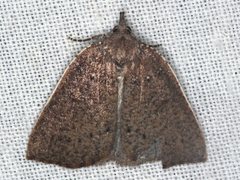 Authaemon stenonipha