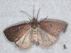 Authaemon stenonipha