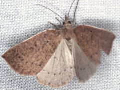 Authaemon stenonipha