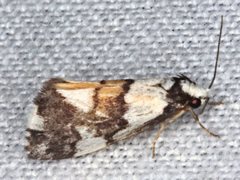 Philenora irregularis