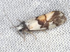 Philenora irregularis