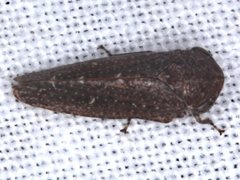 Putoniessa