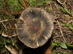 Russula acrolamellata