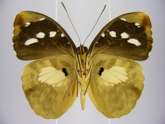 Aterica galene extensa