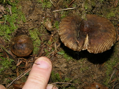 Russula acrolamellata