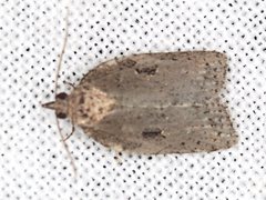 Meritastis polygraphana