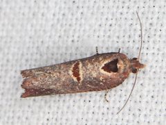 Glyphidoptera insignana