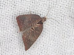 Glyphidoptera insignana
