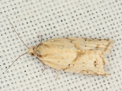 Clepsis therina