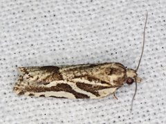 Technitis cataractis