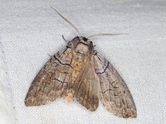 Discophlebia celaena