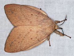 Entometa apicalis