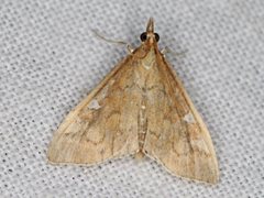 Udea hyalistis