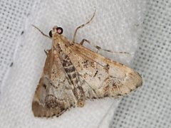 Arescoptera haplocala