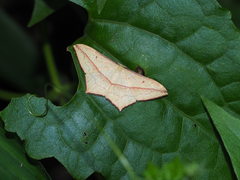 Timandra convectaria