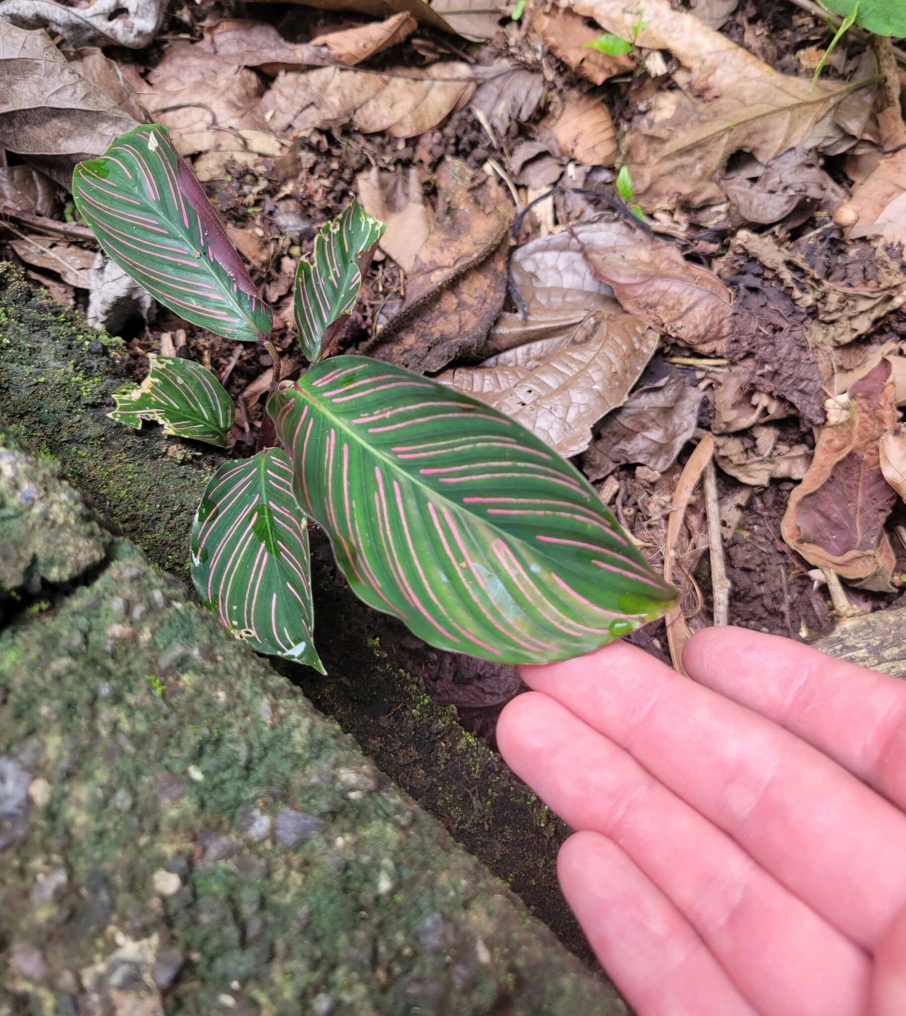 Imagem de Maranta-zebrada