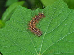 Creatonotos transiens vacillans
