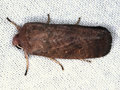Proteuxoa porphyrescens