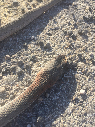 Photo of a Eastern Montpellier Snake (Malpolon insignitus)