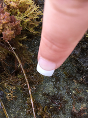 Pachygrapsus crassipes